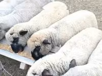 公羊, Shroshire sheep — 照片 1