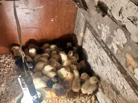 Chickens — photo 6