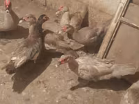 Ducks — photo 5