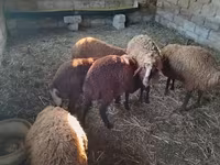 Qoyunlar (partiya, cinsi göstərilməyib), Qoyunlar — foto 2