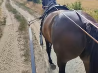 Kobyła, Nonius horse — zdjęcie 3