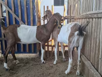 Dişi keçi, Nubian Goat — foto 1