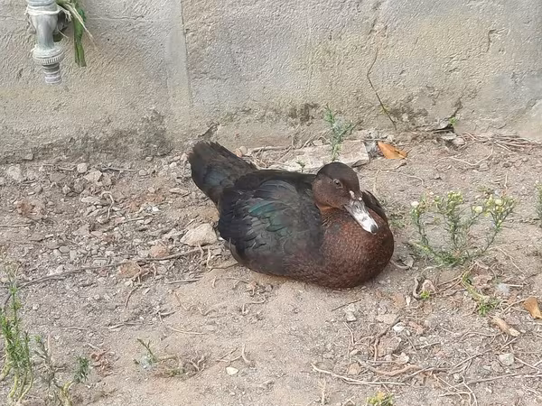 Ducks