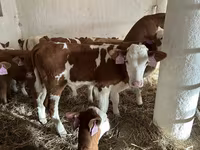 ثور, Simmental cattle — الصورة 2