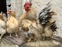 सेरामा — फ़ोटो 1