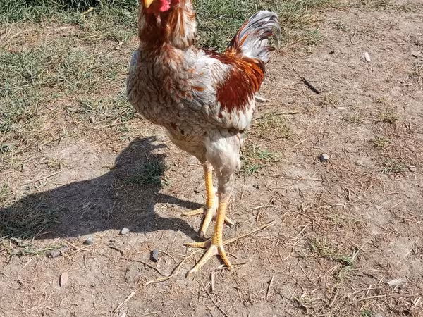 Chickens — Azərbaycan