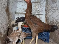 Chickens — الصورة 4
