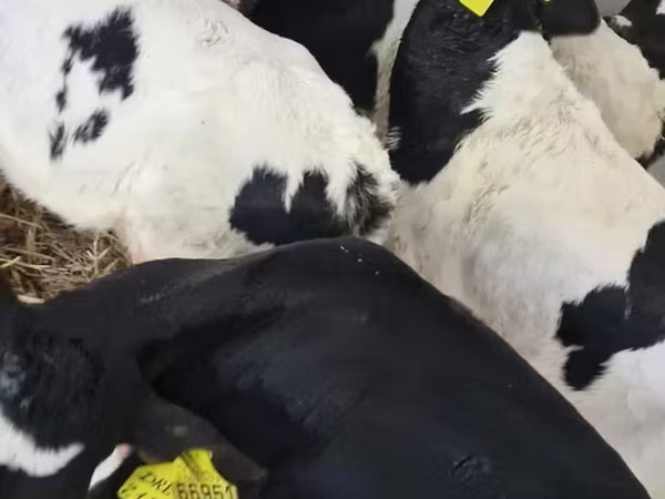 Bovinos (lote, sexo não especificado), Bovinos