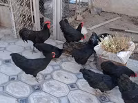 Australorp — photo 2