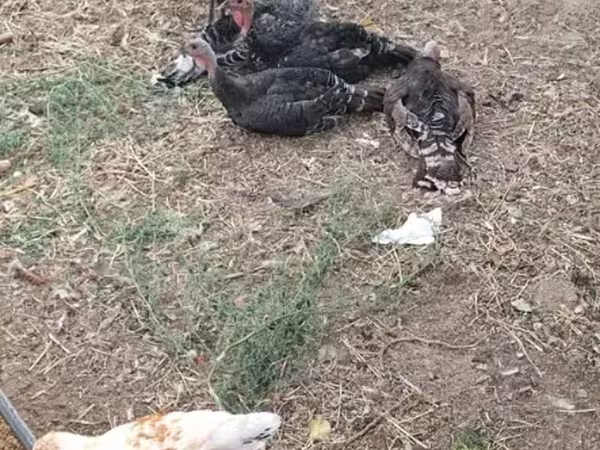 Turkeys — أرمينيا