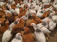 Chickens — photo 2