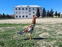 Chickens — photo 4