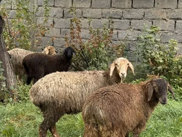 ऊँटनी, ऊंट