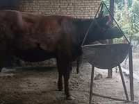 Vaca, Raça Calmuque — foto 7