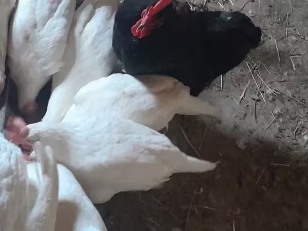لوهمان براون — أرمينيا
