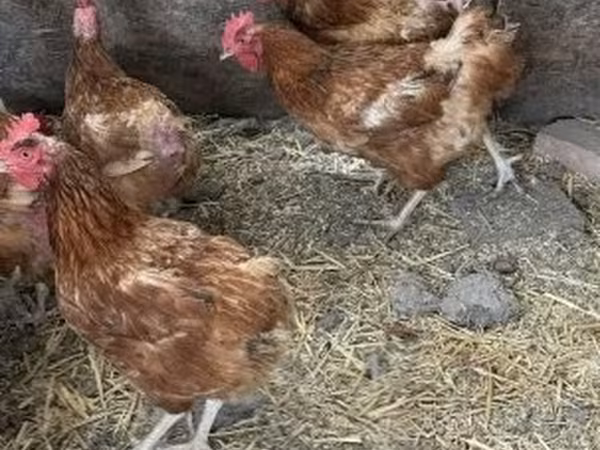 Chickens