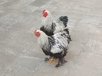 Brahma — photo 1