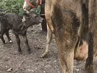 Krava, Simmental cattle — foto 7