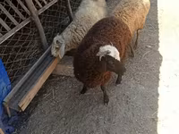 Sheep (batch, sex not specified), Sheep — photo 1