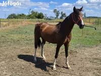 Cavalo, Westphalian — foto 4