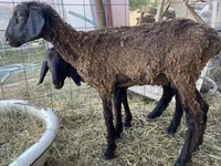 Qoç, Kazakh fat-tailed coarsewool sheep — foto 4