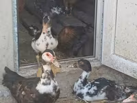 Domestic Muscovy — photo 3