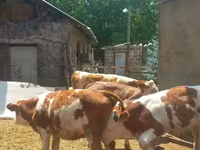 Bull, Simmental cattle — photo 2