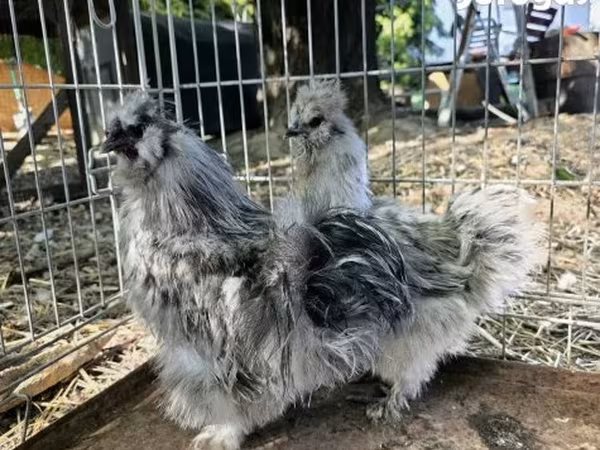 Silkie