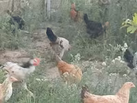 Chickens — फ़ोटो 5