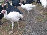 Turkeys — الصورة 1