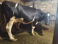 Kuh, Holstein-Rasse — Foto 3
