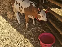 Byk, Węgierska szara rasa — zdjęcie 2