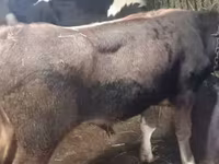 सांड, Russian Black pied cattle — फ़ोटो 2