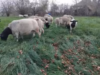 Ovelhas (lote, sexo não especificado), Dorper sheep — foto 2