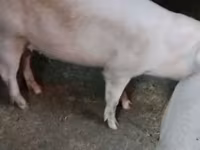 母猪, Ландрас — 照片 8