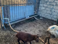 Sheep, Sheep — photo 1