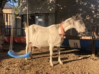 Koza, Saanen goat — zdjęcie 3