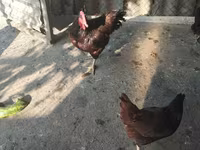 Australorp — photo 5
