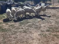 Beran, Ile-de-France sheep — foto 2