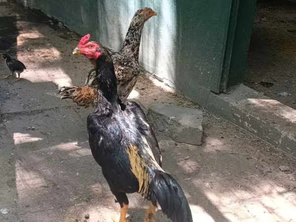 Malay Game — Azerbaijan