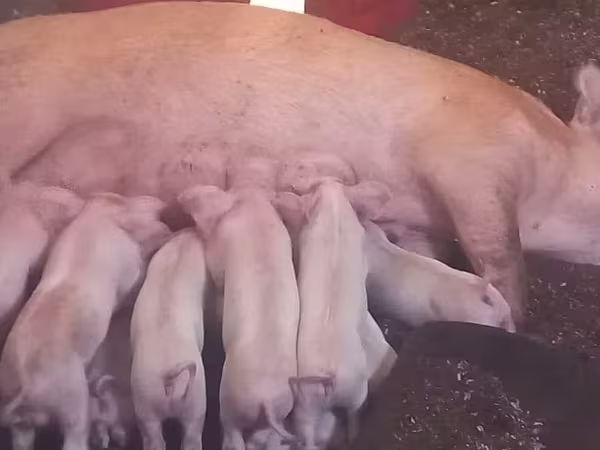 Säue, Ландрас