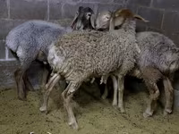 Qoʻy, Arashan sheep — 8-rasm