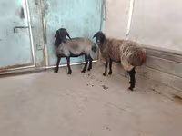 Qoyun, Qoyunlar — foto 5