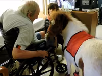 Madyan, Miniature horse — foto 4