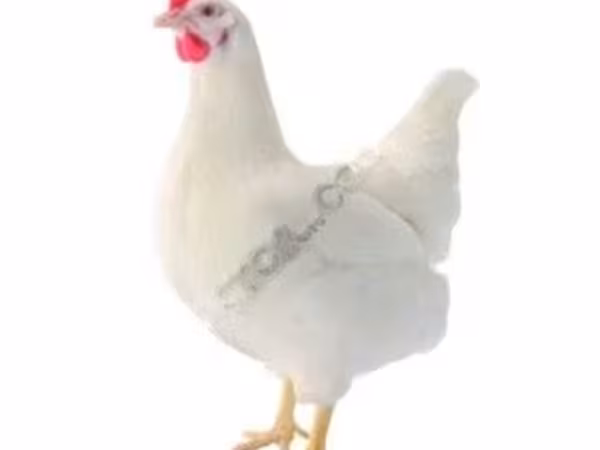 Lohmann Qəhvəyi