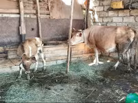 Cow, Cattle — photo 2
