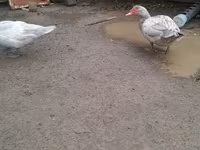 Ducks — photo 6