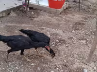 Bantam japonesa — foto 2