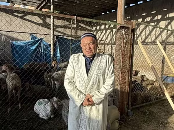 Qoç, Qoyunlar