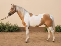 Mare, Horses — photo 2